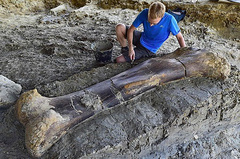 В коммуне Анжак-Шарант во Франции нашли бедренную кость огромного динозавра, который жил около 140 миллионов лет назад. Раскопанная кость весит приблизительно 508 килограмм.