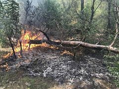 В Вознесенском районе Николаевской области горела хвойная подстилка  спасатели вовремя потушили огонь.