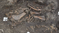Остатки викинга, похороненного вместе с собакой, лошадью и целым кораблем, раскопали археологи во дворе средневековой церкви в районе шведского города Уппсала. Здесь ученые нашли две «корабельные могилы», одна из которых сохранилась почти полностью.