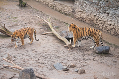 В Николаевском зоопарке за неделю до Международного дня тигра родился амурский тигренок.