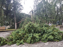 Во вторник, 2 июля в Первомайске и близлежащих районах прошел сильный дождь с ураганным ветром.