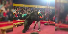 В карельском городе Олонец во время циркового выступления медведь набросился на дрессировщика.