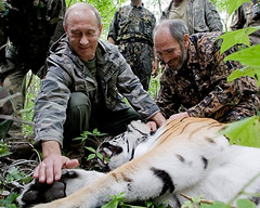 Амурский тигр Кузя, которого президент России Владимир Путин выпустил на природу в мае этого года, в сентябре оказался на грани выживания и уплыл из РФ в Китай
