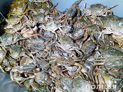 В Херсонской области на территории национального парка «Джарылгачский» водные полицейские задержали браконьеров с уловом краснокнижных крабов на боле чем 89 млн гривен.