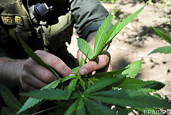 Медицинская марихуана калифорния конопля вырастить дома инструкция