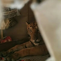 В Индии тигрица, сбежавшая из парка из-за наводнений, пролезла в дом одного из местных жителей и спряталась в его постели, где проспала весь день.