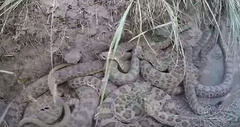 В интернете набирает популярность жуткое видео змеиного логова, снятое на камеру «GoPro».