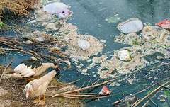 В связи с загрязнением рек Случь и Хомора в Барановском районе Житомирской области объявили чрезвычайную ситуацию техногенного характера.