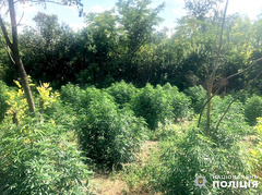 В Баштанском районе Николаевщины полиция и СБУ обнаружили в одном из поселков плантацию конопли, замаскированную в лесополосе.